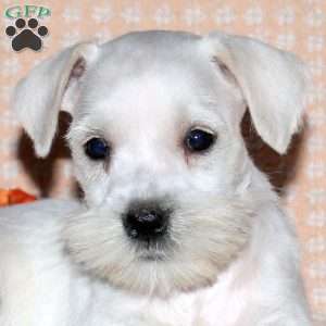 Rory, Miniature Schnauzer Puppy