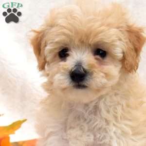 Rory, Bich-Poo Puppy