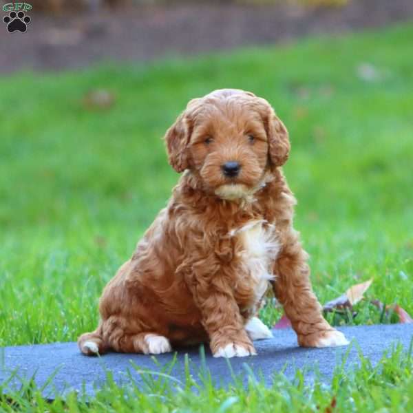 Rosa, Mini Goldendoodle Puppy