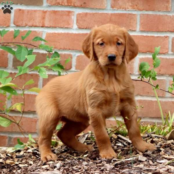 Rosa, Golden Retriever Puppy