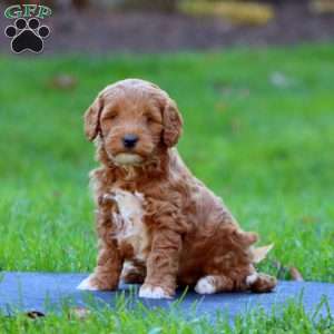 Rosa, Mini Goldendoodle Puppy