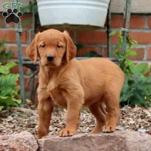 Rosa, Golden Retriever Puppy
