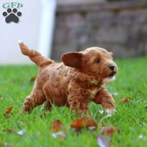 Rosa, Mini Goldendoodle Puppy