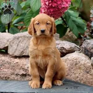 Rosa, Golden Retriever Puppy