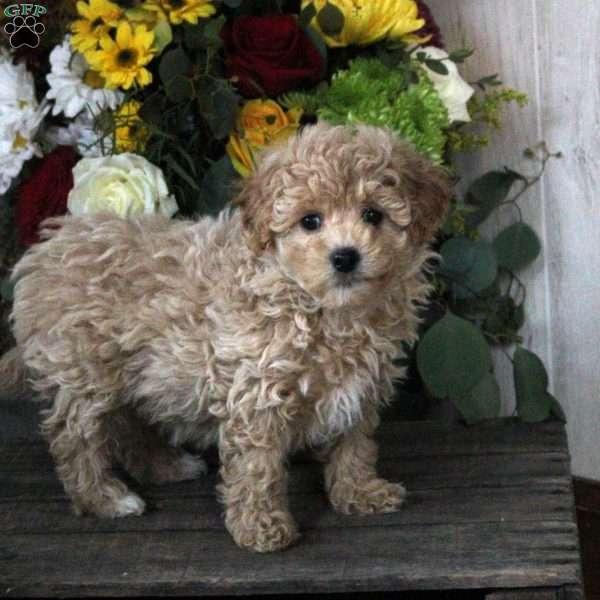 Rosalie, Maltipoo Puppy
