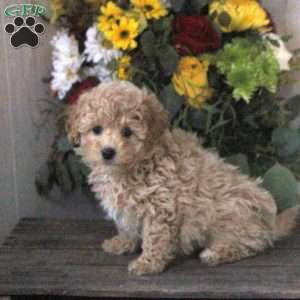 Rosalie, Maltipoo Puppy