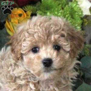 Rosalie, Maltipoo Puppy