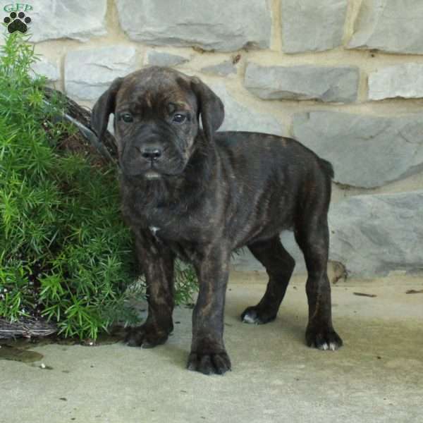 Rosanne, Cane Corso Puppy