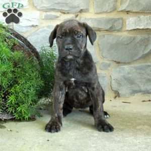 Rosanne, Cane Corso Puppy