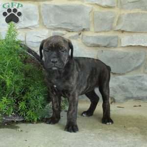 Rosanne, Cane Corso Puppy