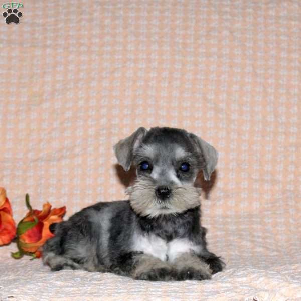 Rose, Miniature Schnauzer Puppy