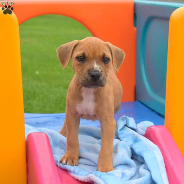Rose, American Bully Puppy