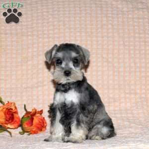 Rose, Miniature Schnauzer Puppy