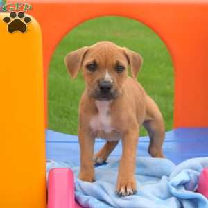 Rose, American Bully Puppy