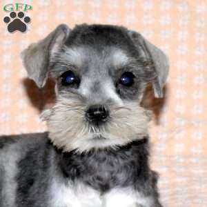 Rose, Miniature Schnauzer Puppy