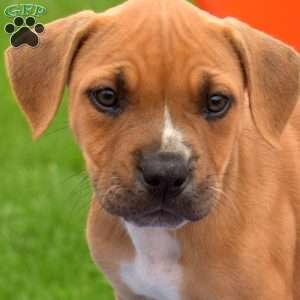 Rose, American Bully Puppy