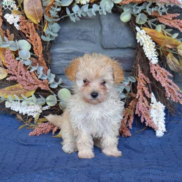 Rosie, Maltipoo Puppy