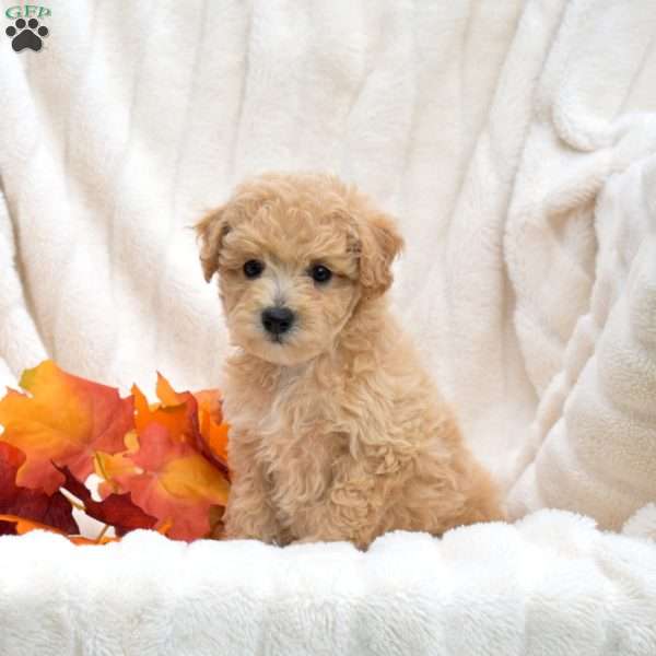 Rosie, Bich-Poo Puppy