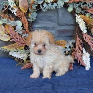 Rosie, Maltipoo Puppy