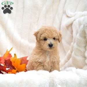Rosie, Bich-Poo Puppy