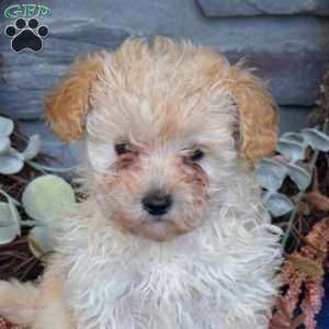 Rosie, Maltipoo Puppy