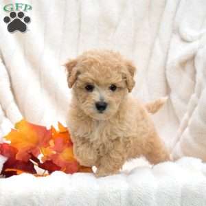 Rosie, Bich-Poo Puppy