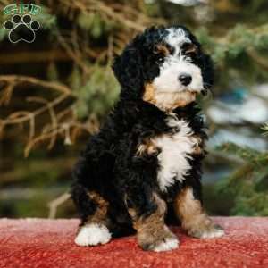 Rosie, Mini Bernedoodle Puppy