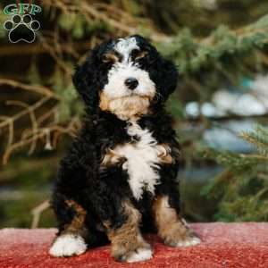 Rosie, Mini Bernedoodle Puppy