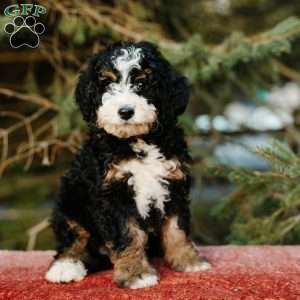 Rosie, Mini Bernedoodle Puppy