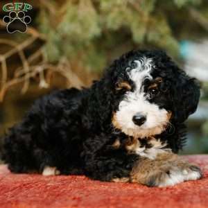 Rosie, Mini Bernedoodle Puppy