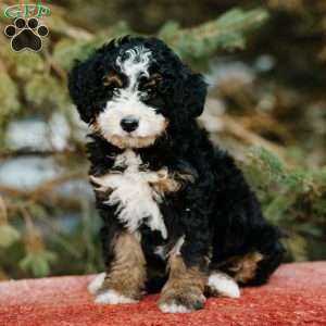 Rosie, Mini Bernedoodle Puppy