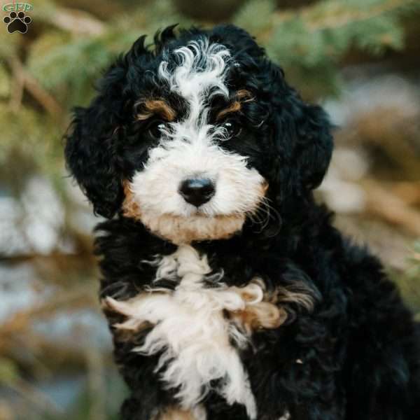 Rosie, Mini Bernedoodle Puppy