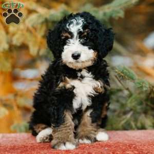 Rosie, Mini Bernedoodle Puppy