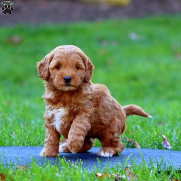 Ross, Mini Goldendoodle Puppy