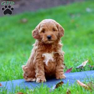 Ross, Mini Goldendoodle Puppy