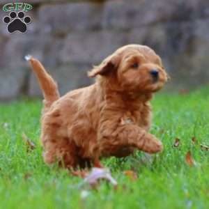 Ross, Mini Goldendoodle Puppy