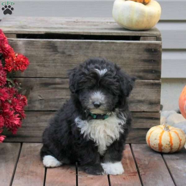 Rover, Miniature Australian Shepherd Mix Puppy