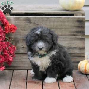 Rover, Miniature Australian Shepherd Mix Puppy