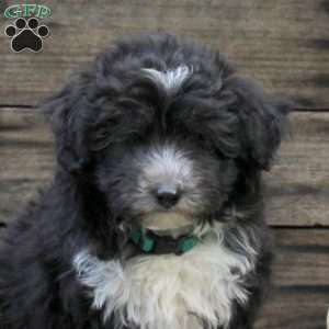 Rover, Miniature Australian Shepherd Mix Puppy