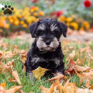 Rowan, Miniature Schnauzer Puppy
