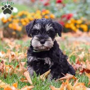Rowan, Miniature Schnauzer Puppy