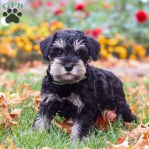 Rowan, Miniature Schnauzer Puppy