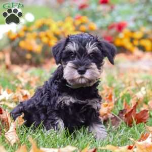 Rowan, Miniature Schnauzer Puppy