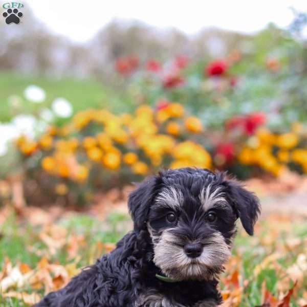 Rowan, Miniature Schnauzer Puppy