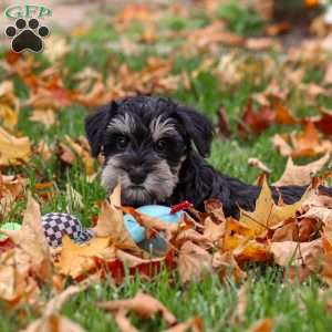 Rowan, Miniature Schnauzer Puppy