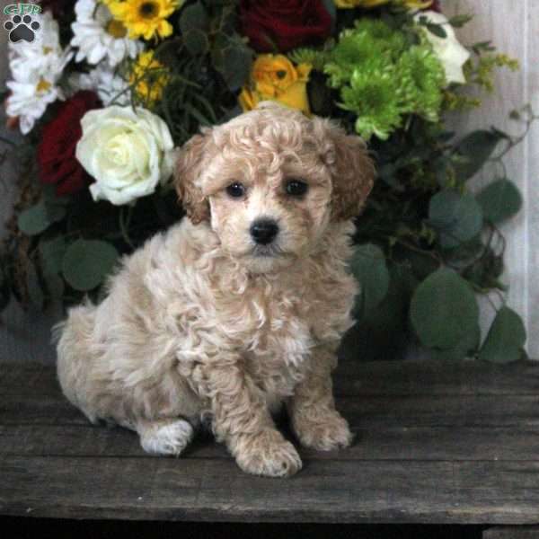 Rowan, Maltipoo Puppy
