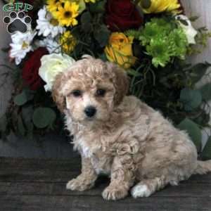 Rowan, Maltipoo Puppy