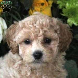 Rowan, Maltipoo Puppy