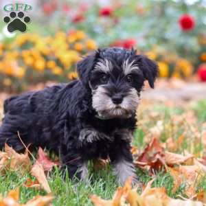 Rowan, Miniature Schnauzer Puppy