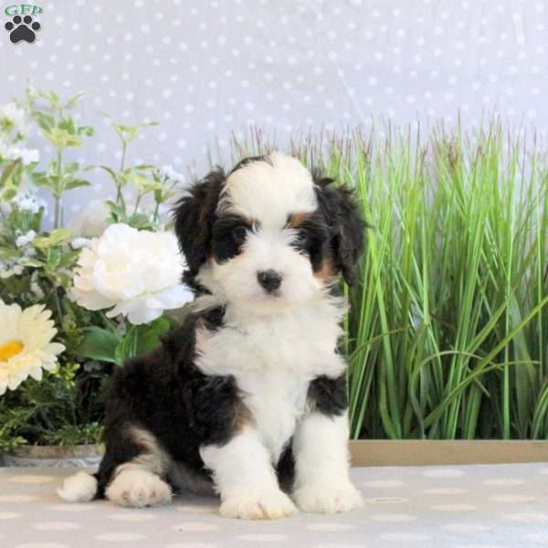 Rowdy, Mini Bernedoodle Puppy